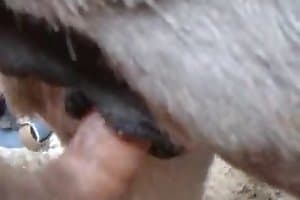 ass zoo,animal fucked